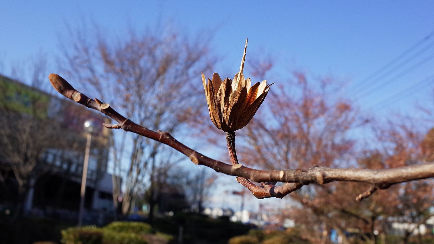 百合の木の蒴果・・・American tulip tree_a0031821_12395312.jpg