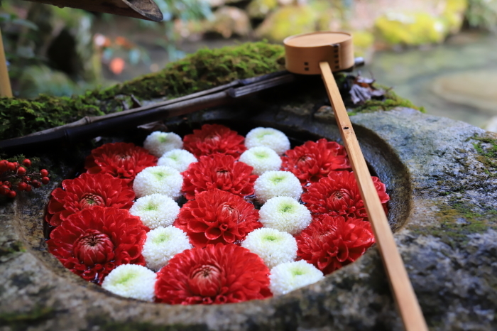【楊谷寺】part 2 年明け関西帰省 - 8 -_f0348831_23344901.jpg