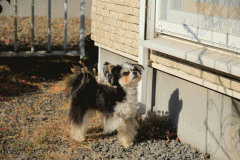 c0145250_08505277.gif