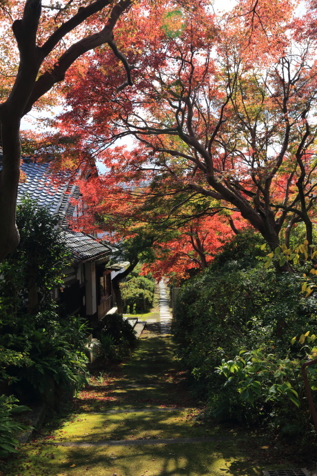 龍泉寺(富田林市) 紅葉 2018_a0176855_00093369.jpg