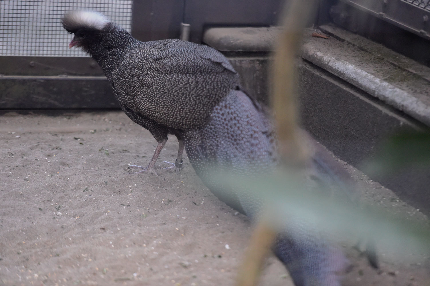 カンムリセイランの冠 動物園へ行こう