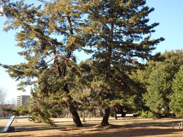d0054276_2015933.jpg