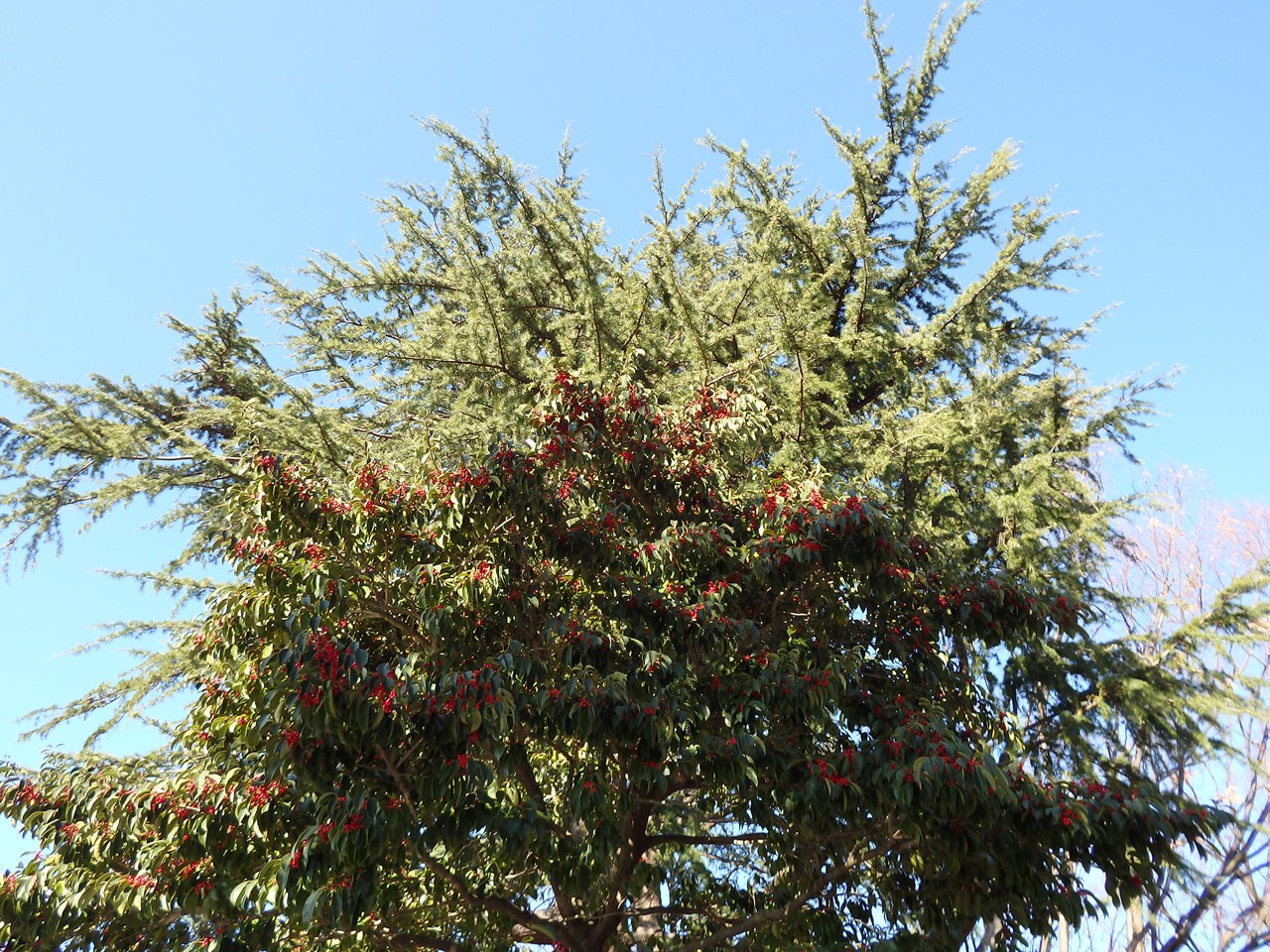 d0054276_2016344.jpg
