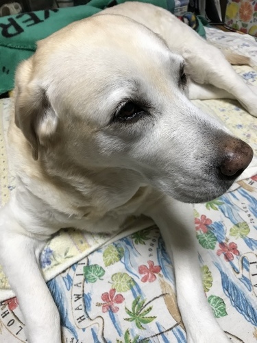 f0315081_21171520.jpeg