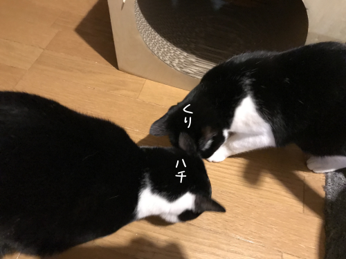 a0216583_22412254.png