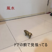 泥棒よけのサイの置物_e0203883_18121810.jpg