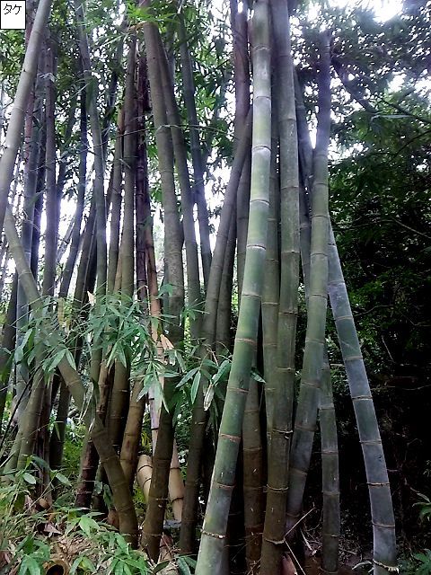d0081485_10260167.jpg