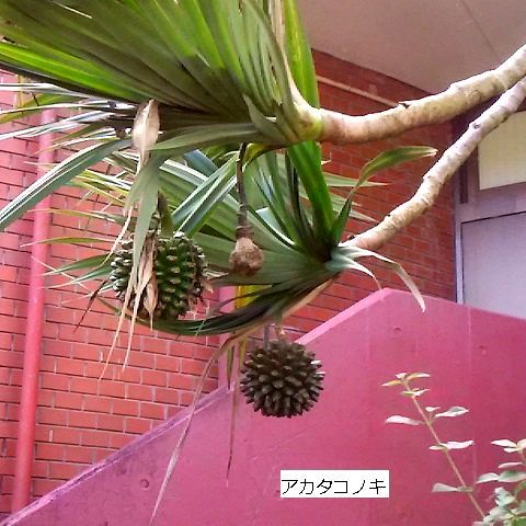 d0081485_10531683.jpg