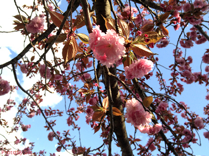 青い空にぼたん桜が‥_f0094786_18014550.jpg