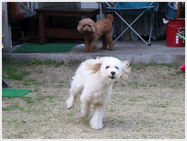 b0175688_00464341.gif