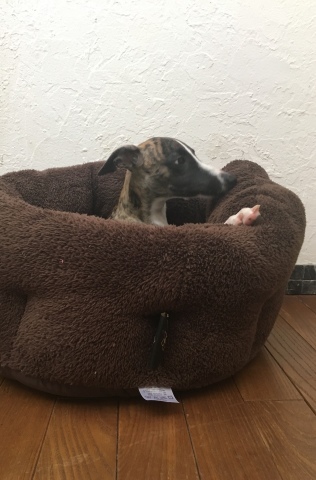 f0177788_11001302.jpeg