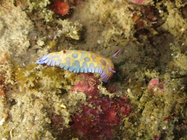 e0115199_14152511.jpg