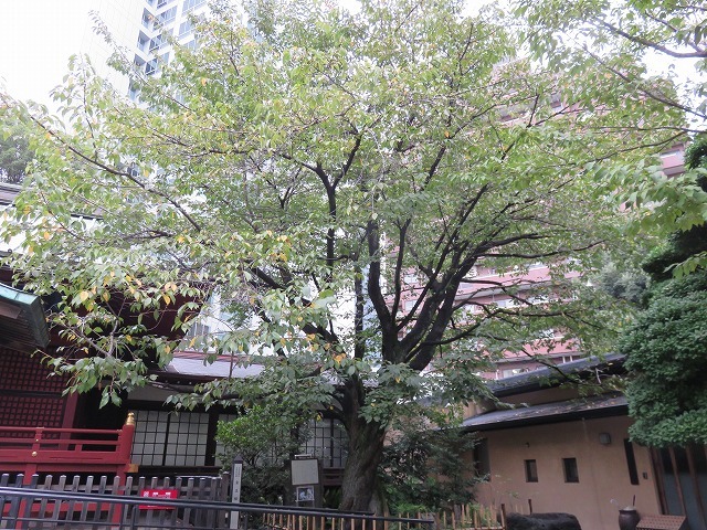 金王八幡宮②「金王丸」（渋谷散歩②）_c0187004_20024621.jpg