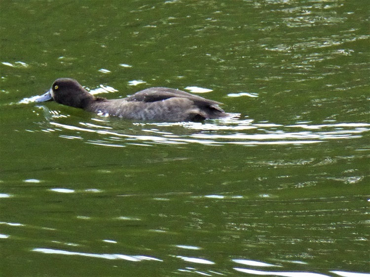 新春バードランド（#2 水鳥 ）_d0389007_21064147.jpg