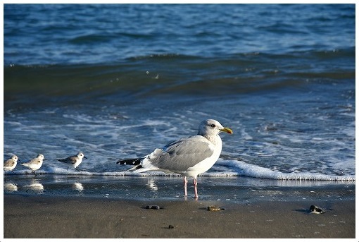 可愛い海鳥 One S Heart