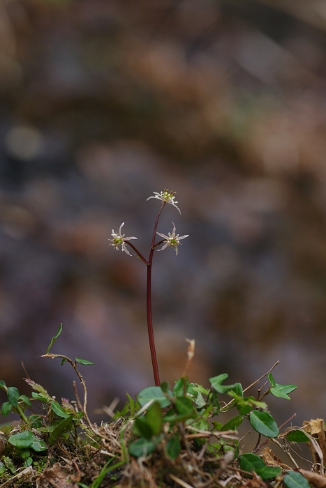 早春の花_c0047422_14512957.jpg