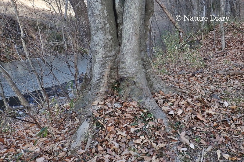 真冬の散歩道：オオムラサキの越冬幼虫を探して_d0090322_11375721.jpg