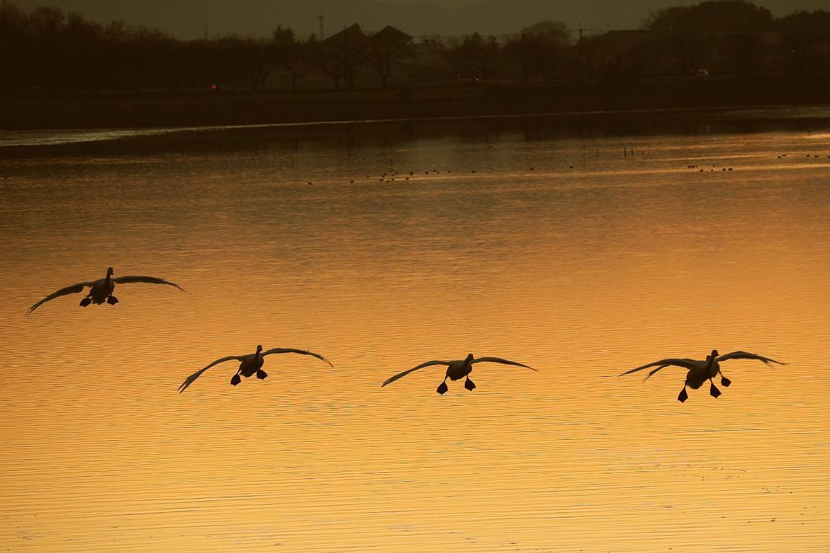 多々良沼の白鳥　夕暮れ編_b0397244_20083011.jpg