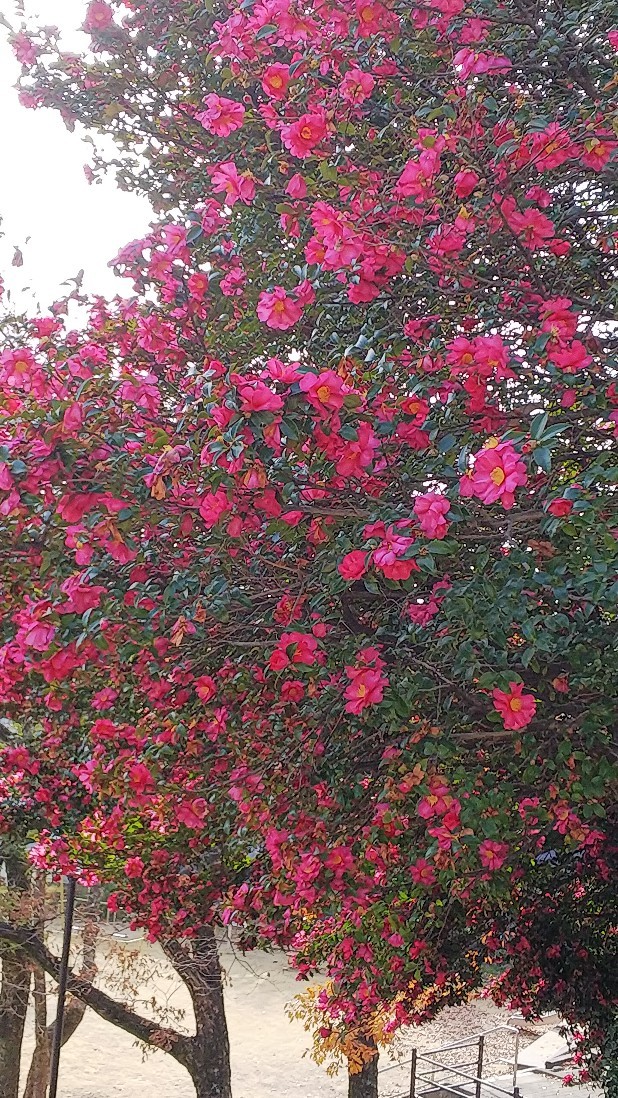 e0126054_11483976.jpg
