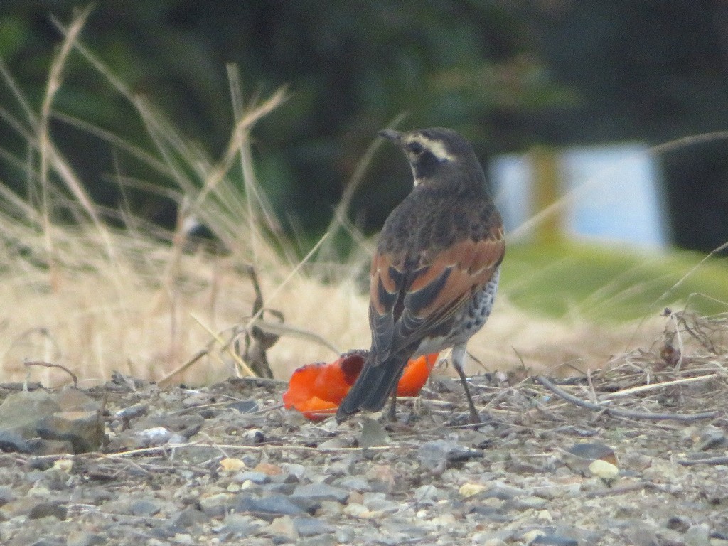 a0018655_09045603.jpg