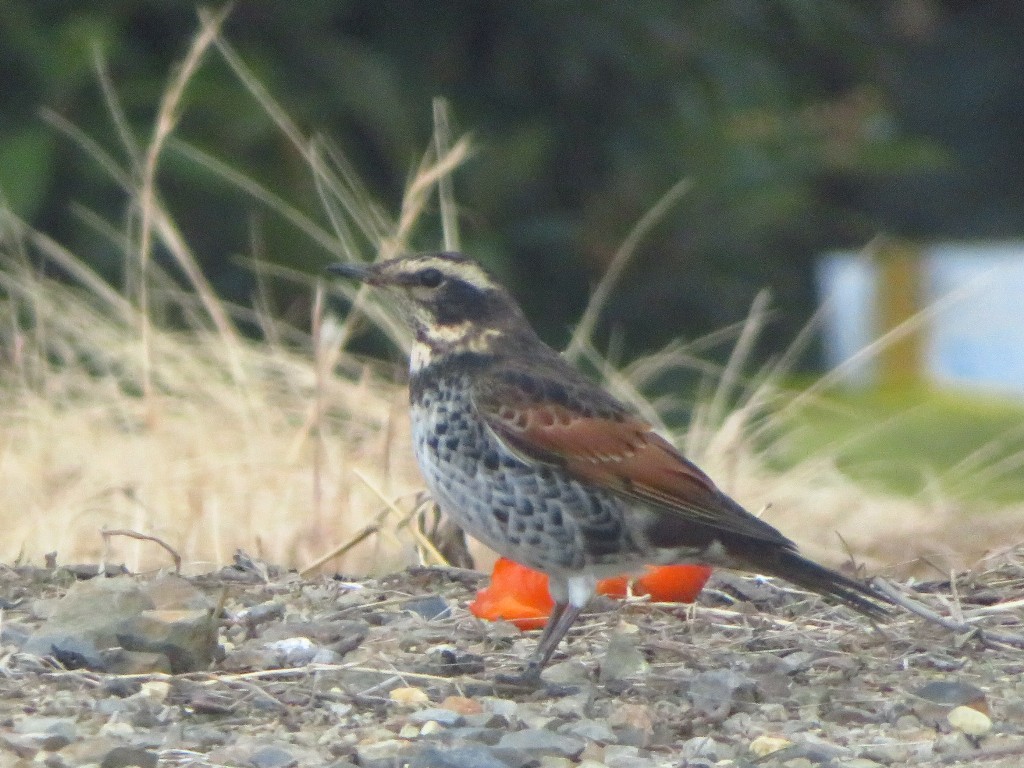 a0018655_09153617.jpg