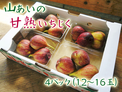 甘熟いちじく 落葉後の様子2022~2023 今年も一気に落葉し春まで冬眠です!_a0254656_18300411.jpg