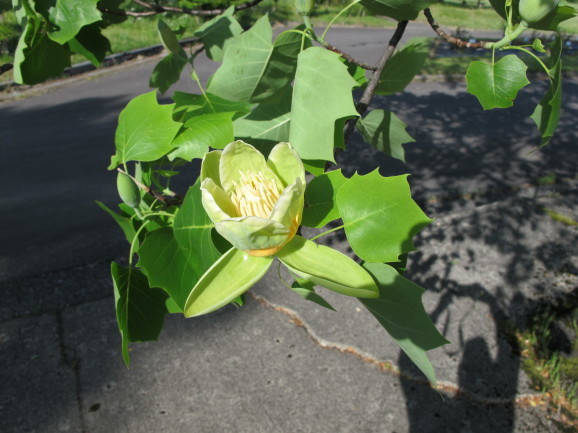 百合の木 ユリノキ ひげ爺の花便り 百合の木 ユリノキ ひげ爺の花便り