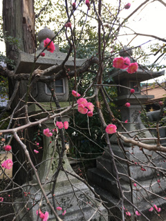 北野天満宮の梅_f0363168_18341674.png
