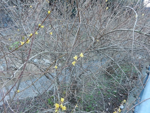 真冬にも咲く花_e0175370_23371996.jpg