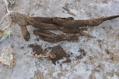 e0093679_12271272.jpg