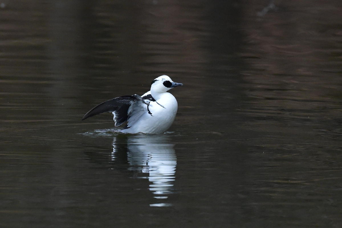 Ｉ公園のミコアイサ（2）_c0144588_10310112.jpg