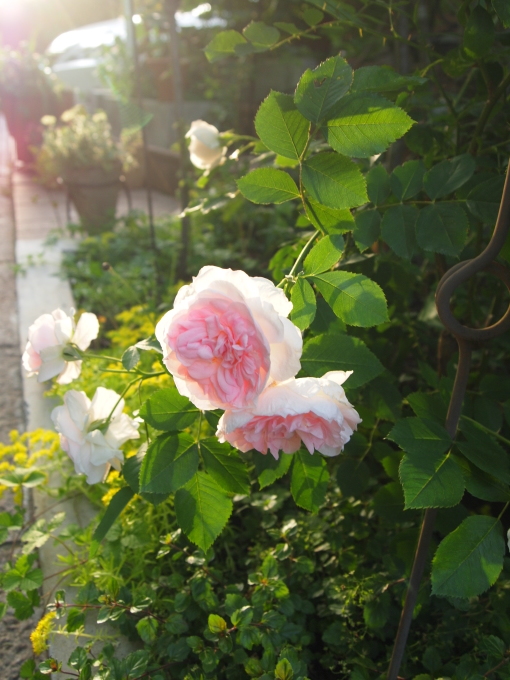 たまには書こう自分の庭･････もう一息♪_b0331802_22595944.jpg