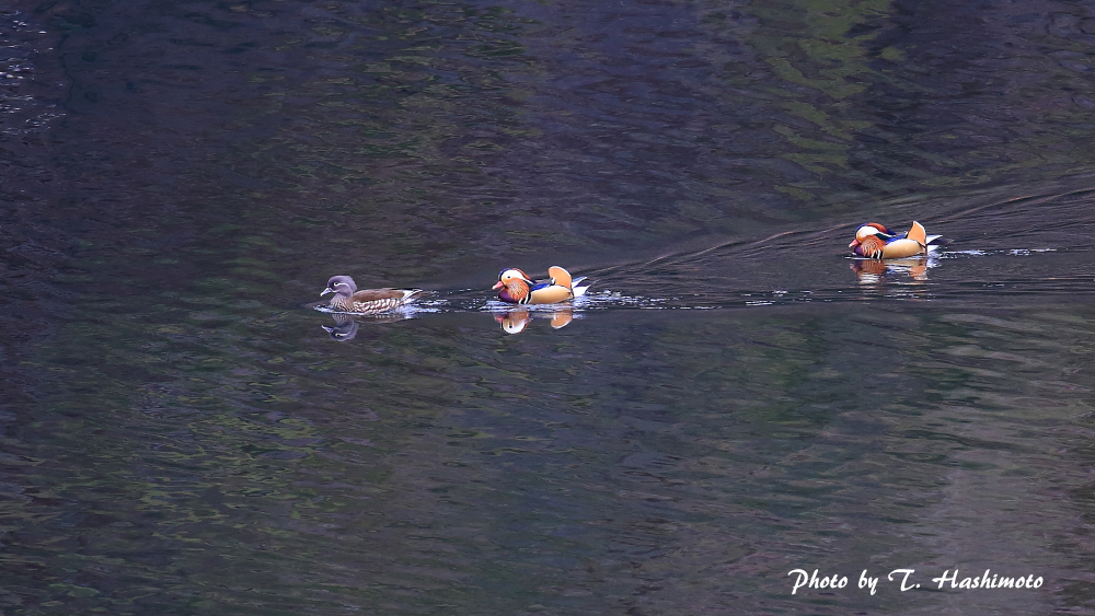 ダム湖で出逢った野鳥　（その３）_d0334006_13244276.jpg