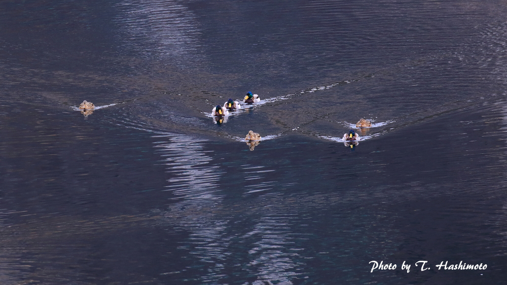 ダム湖で出逢った野鳥　（その３）_d0334006_13252378.jpg