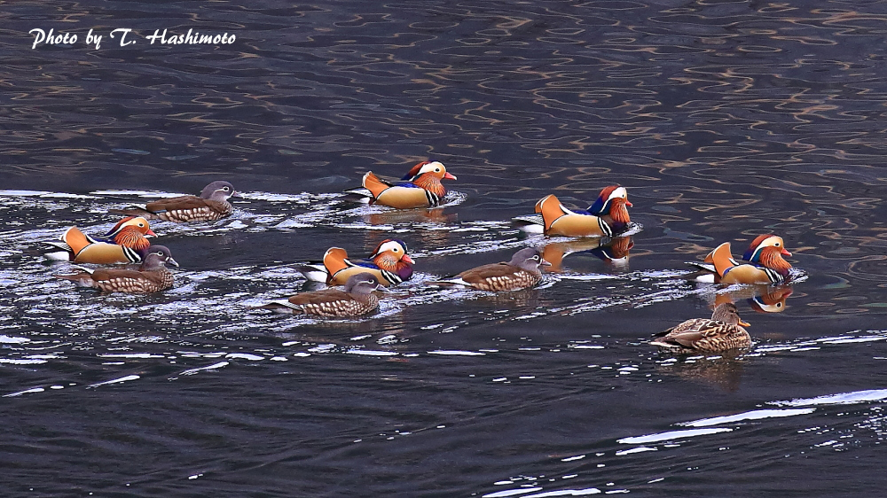 ダム湖で出逢った野鳥　（その３）_d0334006_13270246.jpg