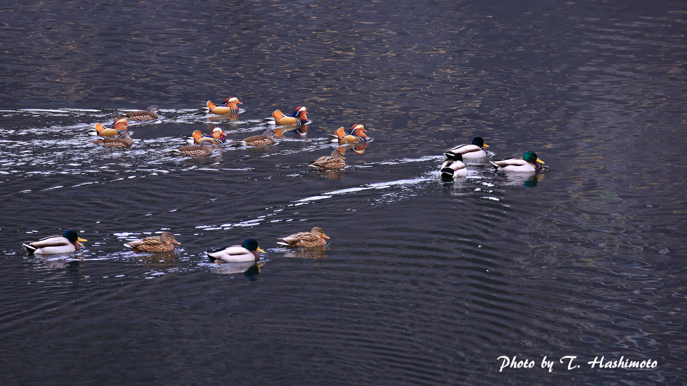 ダム湖で出逢った野鳥　（その３）_d0334006_13271976.jpg