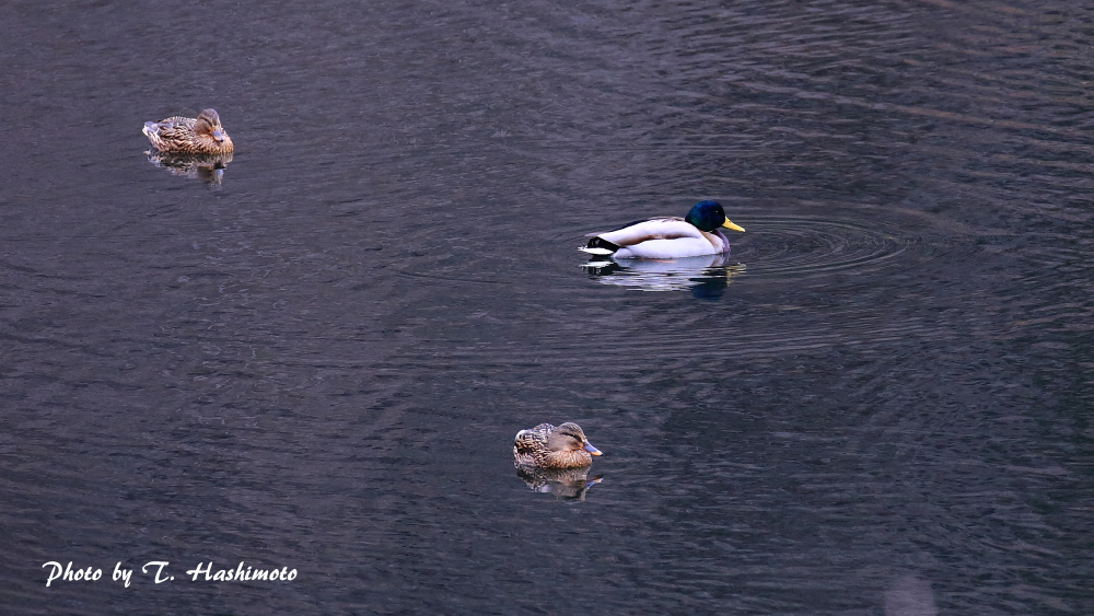 ダム湖で出逢った野鳥　（その３）_d0334006_13274074.jpg