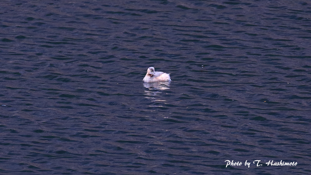 ダム湖で出逢った野鳥　（その３）_d0334006_13274800.jpg