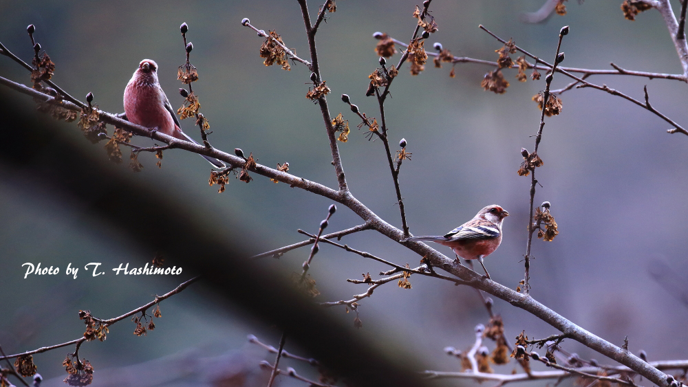 ダム湖で出逢った野鳥　（その３）_d0334006_13325915.jpg