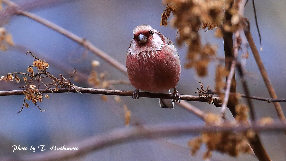 ダム湖で出逢った野鳥　（その３）_d0334006_13334983.jpg