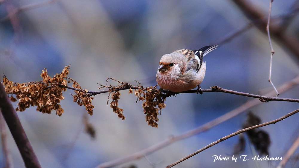 ダム湖で出逢った野鳥　（その３）_d0334006_13335998.jpg