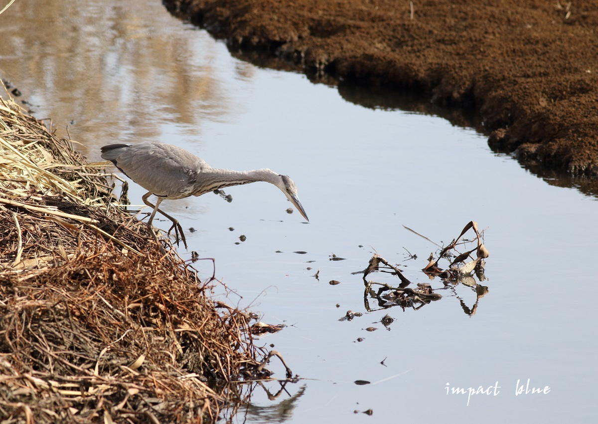 遠出して、白鳥さんの沼に行って来た(^^)/ ~続~_a0355908_10411660.jpg