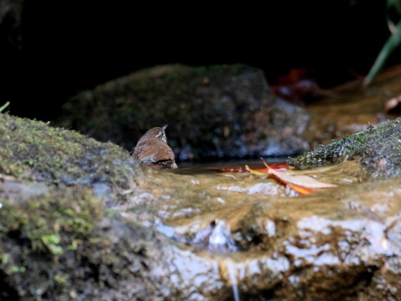 初認！ミソサザイの水浴び　　　ＩＴＲ_d0346713_20195736.jpg