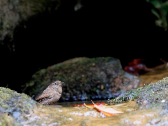 初認！ミソサザイの水浴び　　　ＩＴＲ_d0346713_20205137.jpg