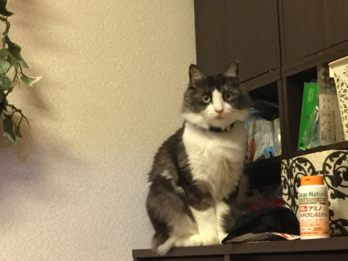 ねこ部屋通信 呼ぶと何度でも来るリバくん ネコトバイク2 日本独走