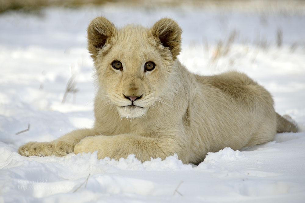 2019.1.12 東北サファリパーク☆ホワイトライオンのリズムちゃま【White lion】_f0250322_18322921.jpg