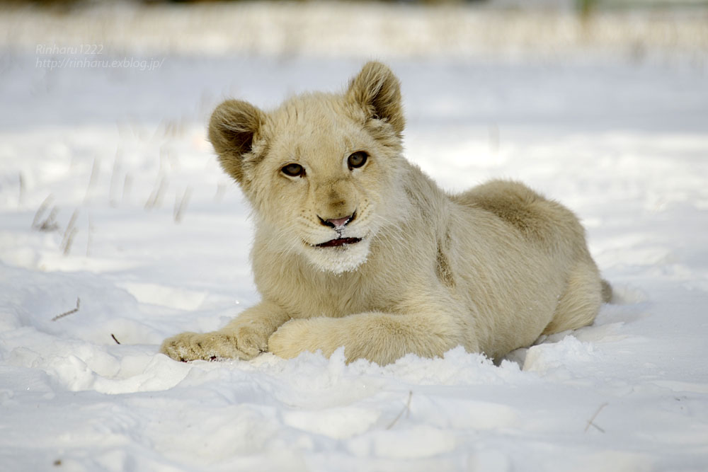 2019.1.12 東北サファリパーク☆ホワイトライオンのリズムちゃま【White lion】_f0250322_18324158.jpg