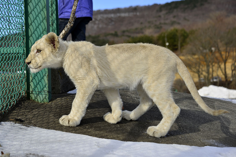 2019.1.12 東北サファリパーク☆ホワイトライオンのリズムちゃま【White lion】_f0250322_18325943.jpg