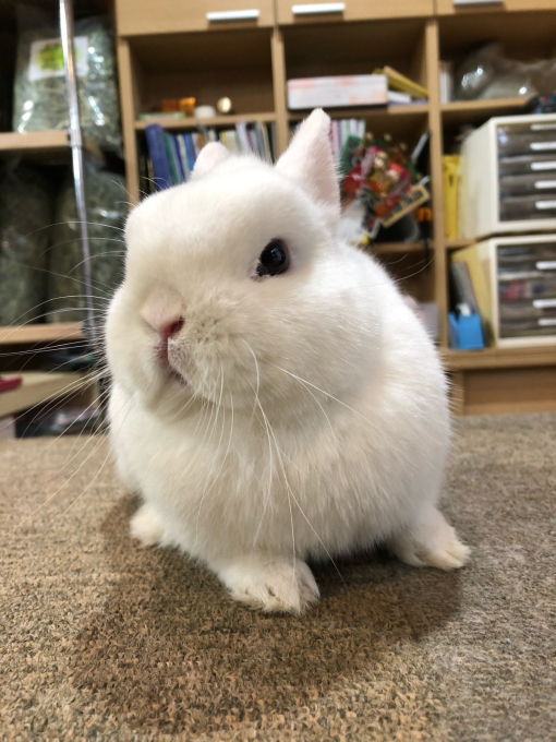 ブルーアイドホワイト うさぎ専門店 うさぎの丘 ブルーアイドホワイト うさぎ専門店 うさぎの丘