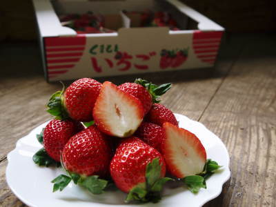 熊本イチゴ『熊紅(ゆうべに)』大好評販売中!ただし、こだわりの朝採り即日発送のため数量限定です!_a0254656_17465358.jpg